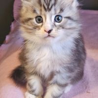 Chatons maine coon loof #3