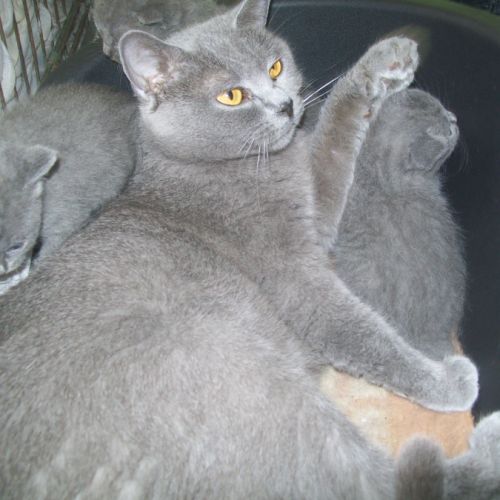 A réserver adorables chatons chartreux loof