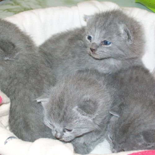 A réserver adorables chatons chartreux loof #2