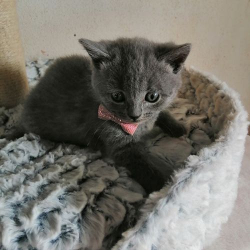 A réserver adorables chatons chartreux loof #5