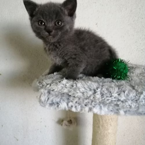 A réserver adorables chatons chartreux loof
