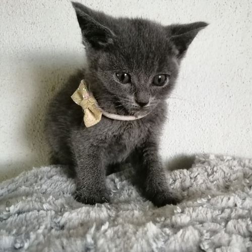 A réserver adorables chatons chartreux loof #7