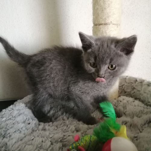 A réserver adorables chatons chartreux loof #6