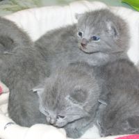 A réserver adorables chatons chartreux loof #2