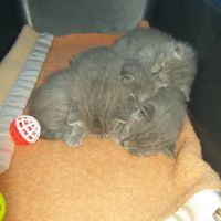 A réserver adorables chatons chartreux loof #3