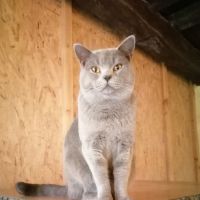 A réserver adorables chatons chartreux loof #4