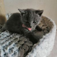 A réserver adorables chatons chartreux loof #5