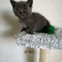 A réserver adorables chatons chartreux loof