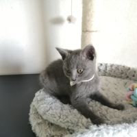 A réserver adorables chatons chartreux loof