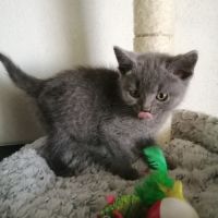 A réserver adorables chatons chartreux loof #6