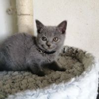 A réserver adorables chatons chartreux loof #7