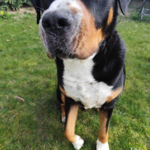 Grand bouvier suisse (don gratuit) #0