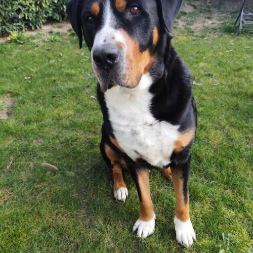 Grand bouvier suisse (don gratuit) #3