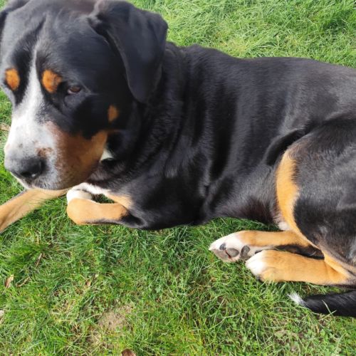 Grand bouvier suisse (don gratuit) #6