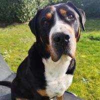 Grand bouvier suisse (don gratuit) #1