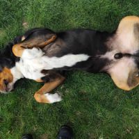 Grand bouvier suisse (don gratuit) #4