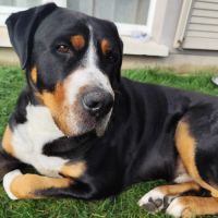 Grand bouvier suisse (don gratuit) #5