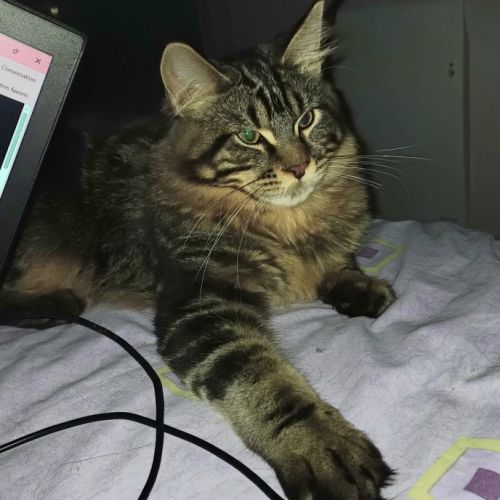 Dernier chaton male maine coon loof #4