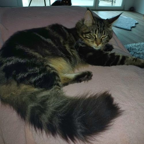 Dernier chaton male maine coon loof #5