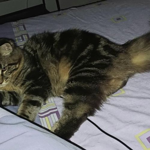 Dernier chaton male maine coon loof #6