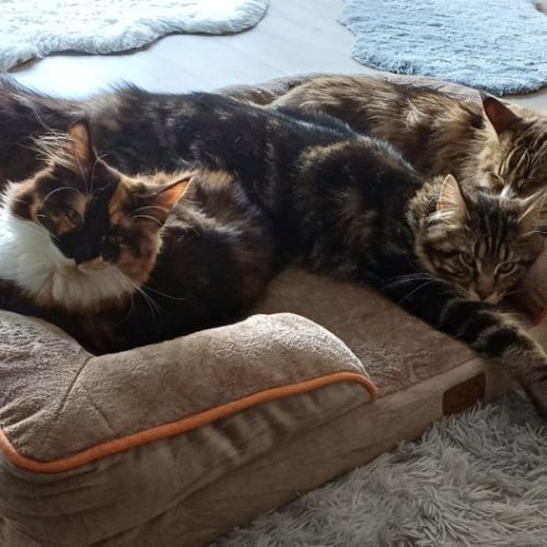 Dernier chaton male maine coon loof #7