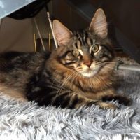Dernier chaton male maine coon loof