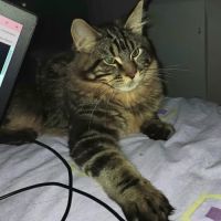 Dernier chaton male maine coon loof #4