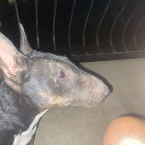 Cherche mâle bull terrier mini pour saillie