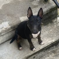 Cherche mâle bull terrier mini pour saillie #1