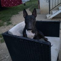 Cherche mâle bull terrier mini pour saillie #2