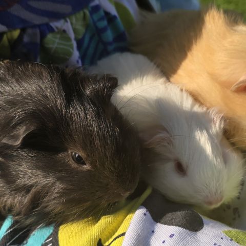 Bb cochon d’inde femelle