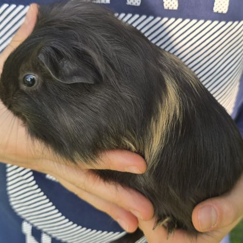 Bb cochon d’inde femelle #2