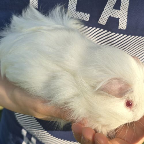 Bb cochon d’inde femelle #3