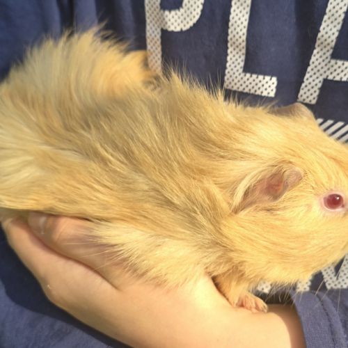 Bb cochon d’inde femelle #4