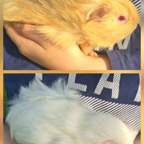 2 jeunes femelles cochon d’inde