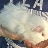 Bb cochon d’inde femelle #3