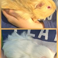 2 jeunes femelles cochon d’inde