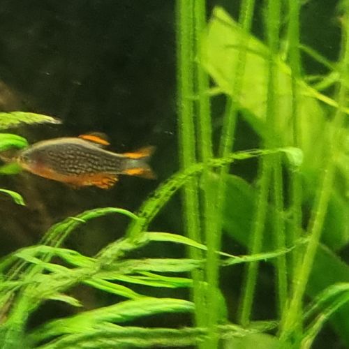 Microrasbora galaxy #2