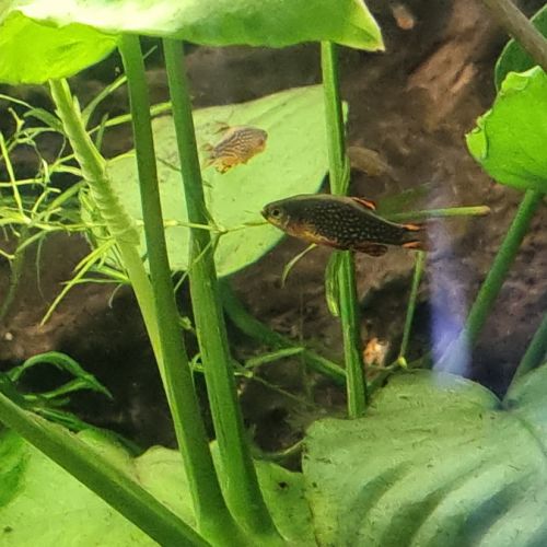 Microrasbora galaxy #3