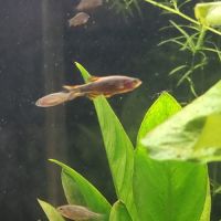 Microrasbora galaxy #0