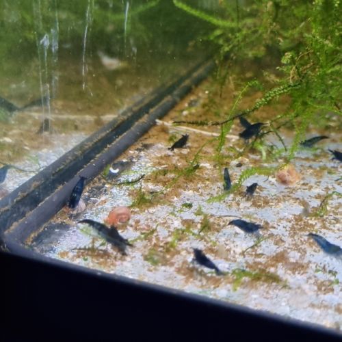 Neocaridina blue velvet #1