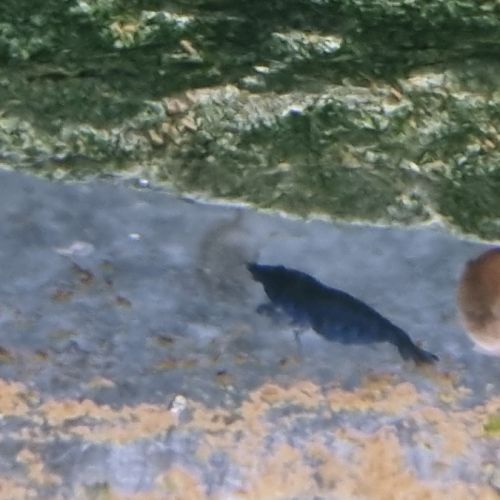Neocaridina blue velvet #2