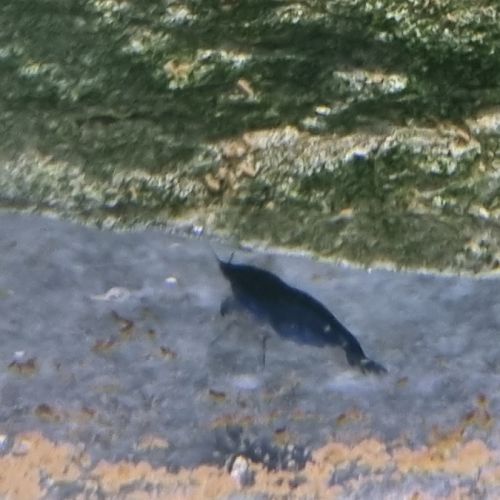 Neocaridina blue velvet #3