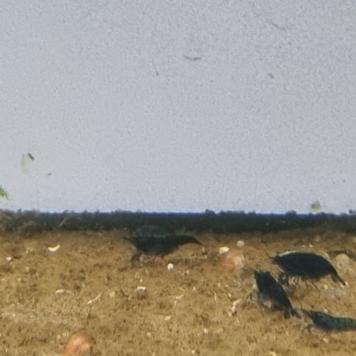 Neocaridina blue velvet