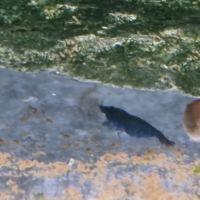 Neocaridina blue velvet #2