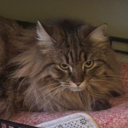 Maya se trouve en famille d'accueil 94 #1