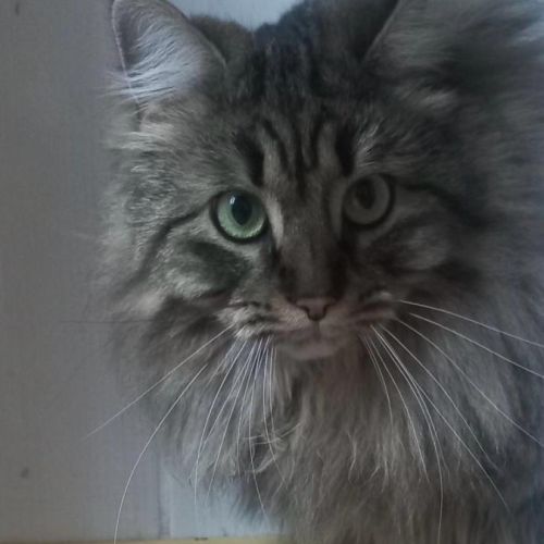 Maya se trouve en famille d'accueil 94 #3