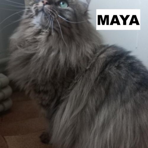 Maya se trouve en famille d'accueil 94