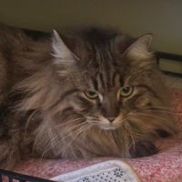 Maya se trouve en famille d'accueil 94 #1