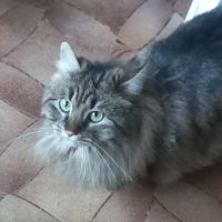 Maya se trouve en famille d'accueil 94 #2